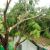 Lake Mathews Fallen Tree Damage by Team Delta
